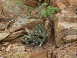 Euphorbia heptagona by the roadside 
